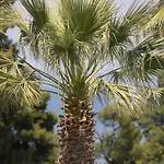 Pineapple By Luxlikehome * Kriopigi